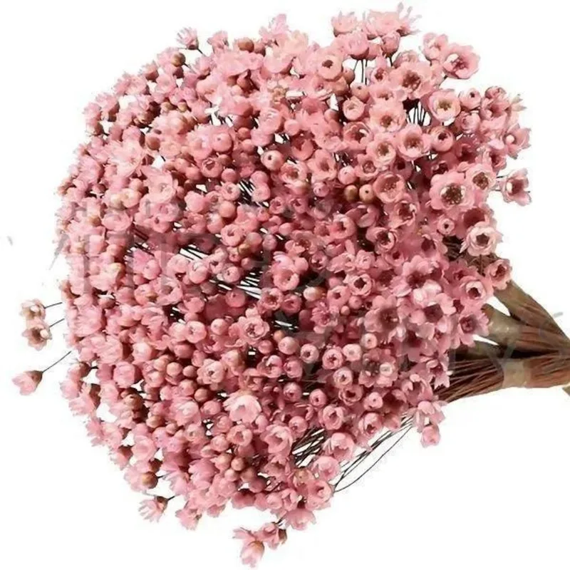 2x 600 Sempre Viva Florzinha Cor De Rosa I Flores Desidratad