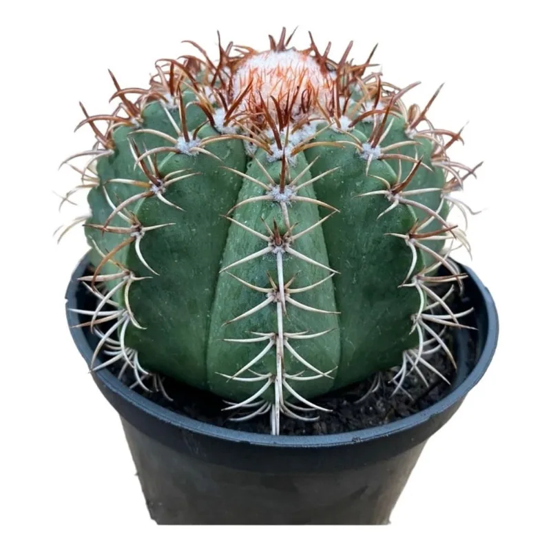 Muda Suculenta Cacto Coroa De Frade Com Linda Coroa Saudável