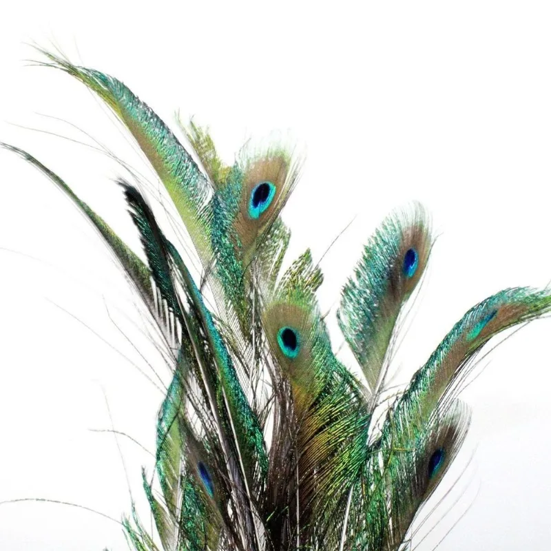 Pena De Pavão Natural Pequena Espada Olho - Natural