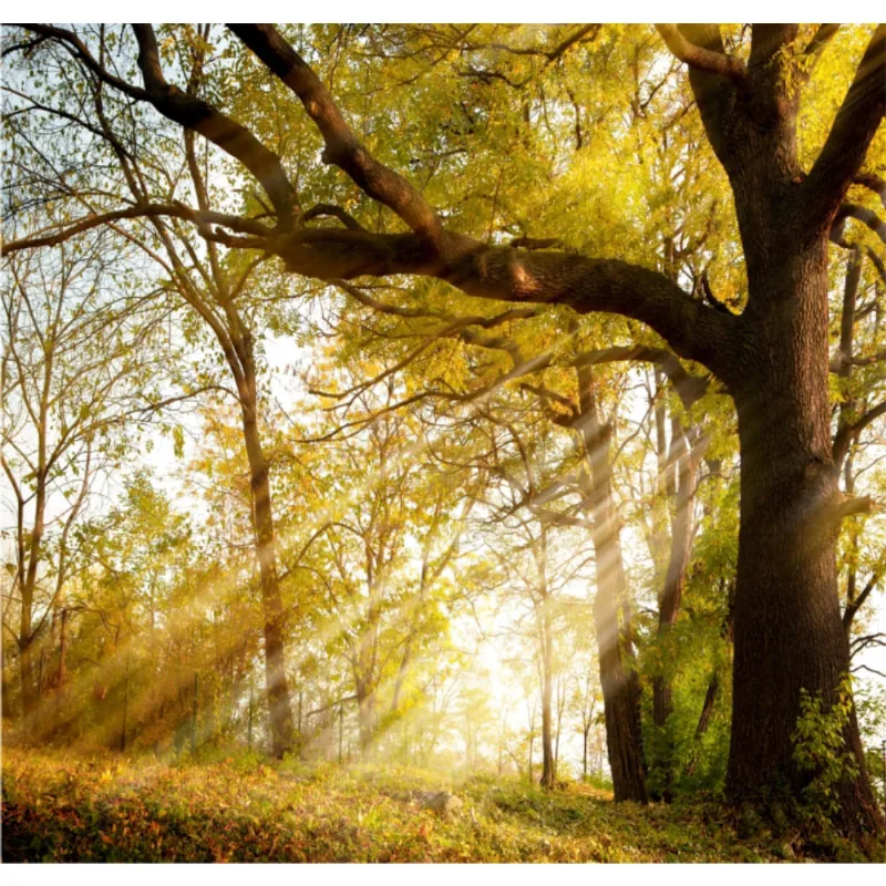 Adesivo Paisagem Árvore Natureza Papel Parede Floresta GG236