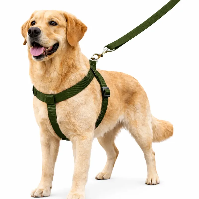 Peitoral com Guia de Seda Nº 01 para Cães | Leve, Confortável e Resistente para Passeios