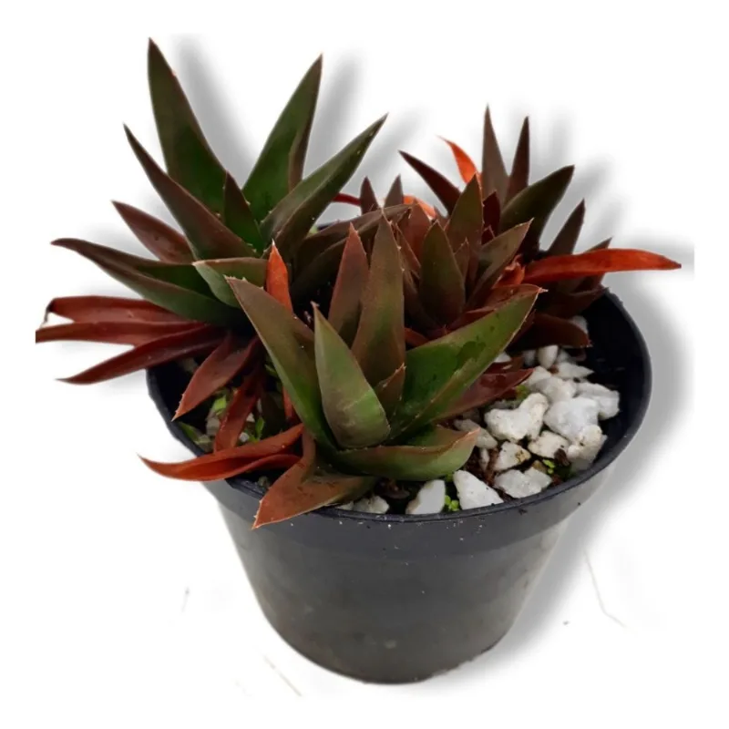 Suculenta Aloe Black Gem