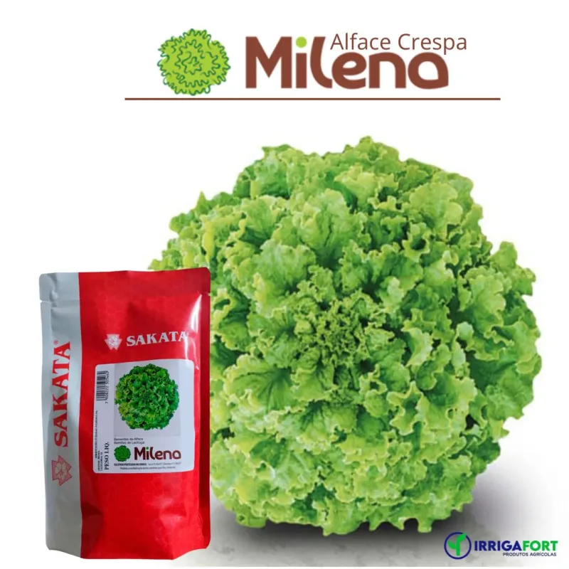 Sementes De Alface Crespa Milena - 25.000 sementes - Sakata