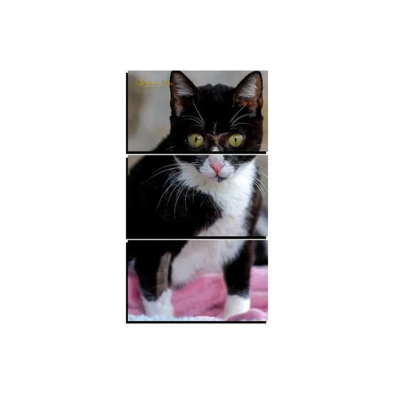 Quadro Decorativo New Decor Pet Gato 14 MDF 3 Peças
