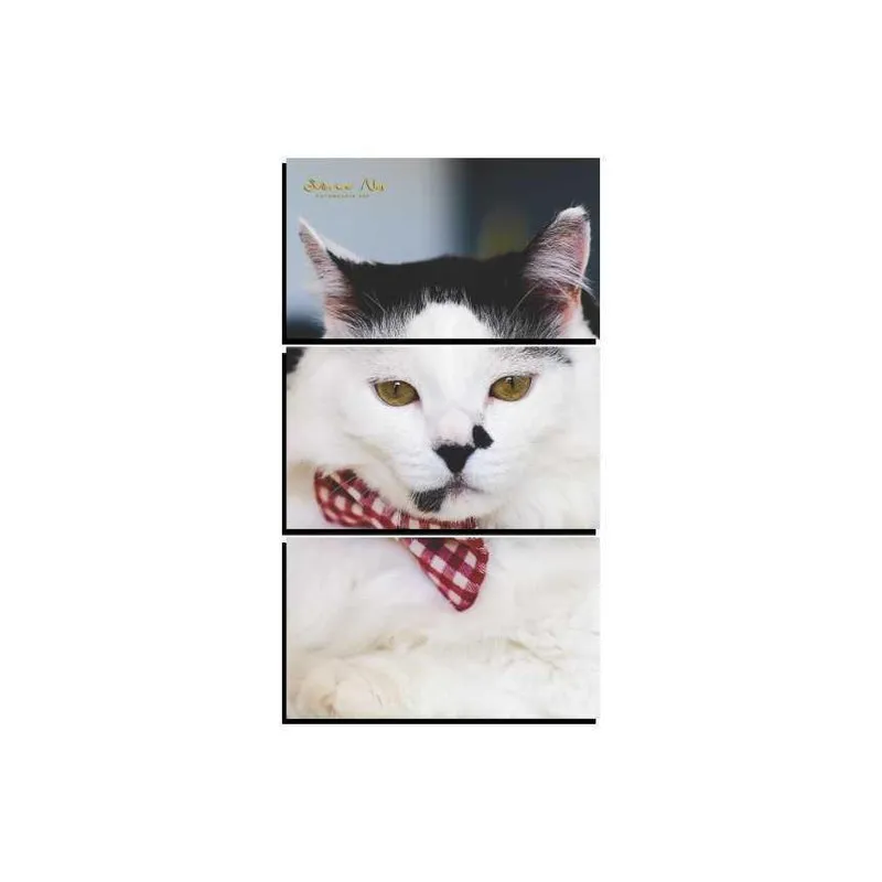 Quadro Decorativo New Decor Pet Gato 40 MDF 3 Peças