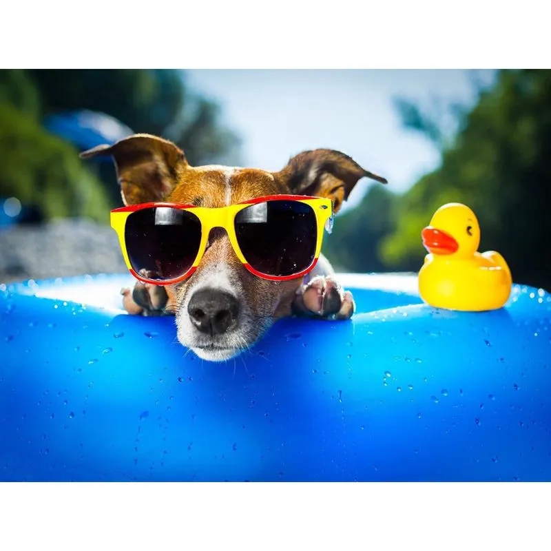 Papel De Parede Animais Cachorro Piscina 3D 6M² Anm113