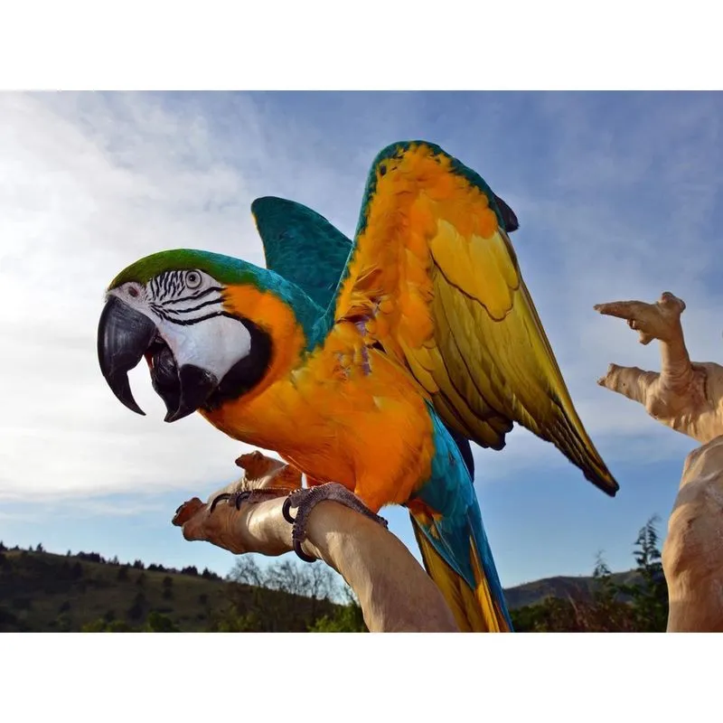 Papel De Parede Animais Arara Céu Paisagem 3D 6M² Anm124