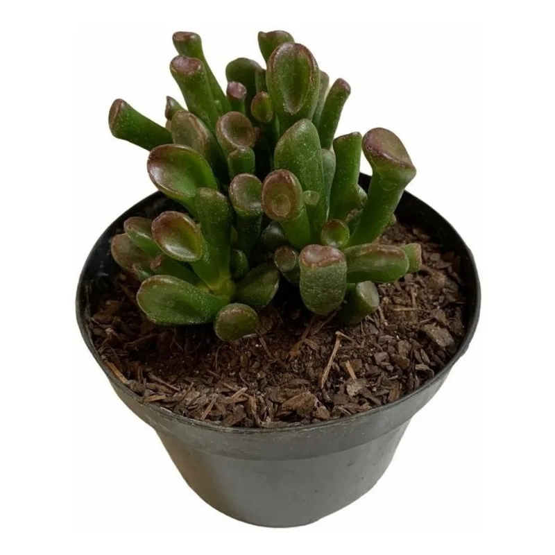 Suculenta Orelha De Shrek ( Crassula Gollum ) Envio Imediato