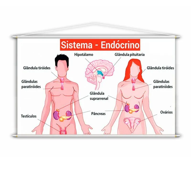Banner Pedagógico Escolar Sistema Endócrino 100x60cm