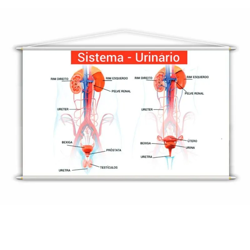 Banner Pedagógico Escolar Sistema Urinário 100x60cm