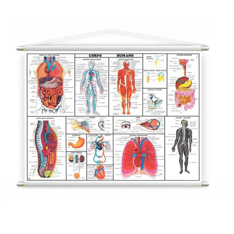 Banner Didático Corpo Humano Completo Medicina 140X100Cm