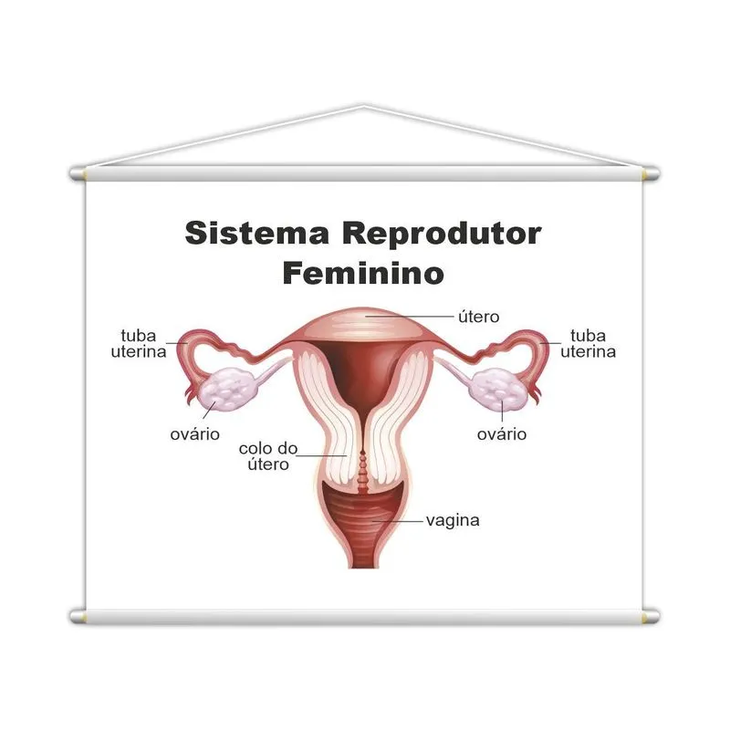 Sistema Reprodutor Feminino Banner Escolar 130x100cm