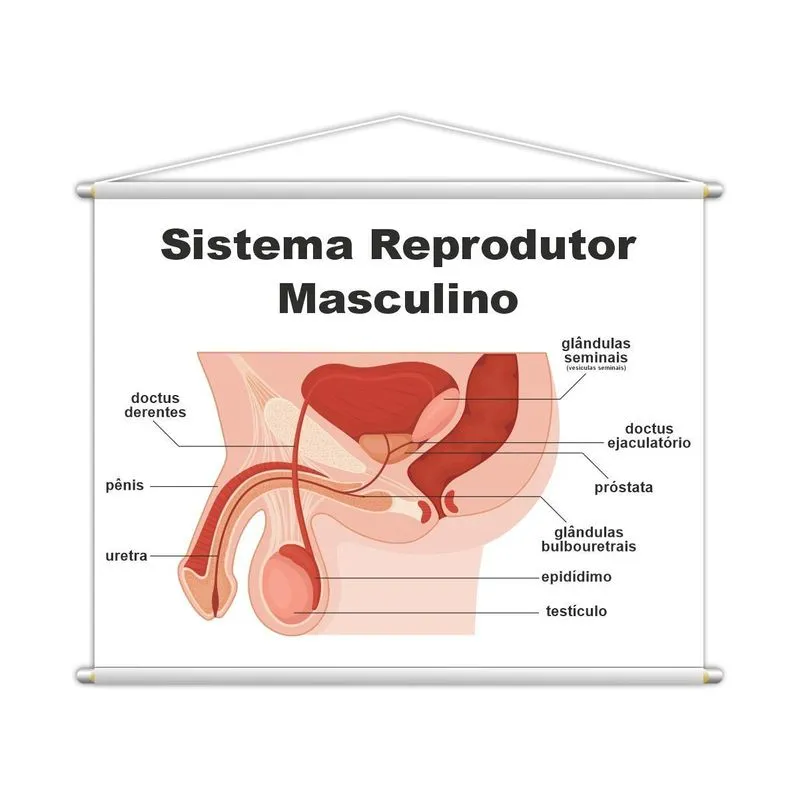 Sistema Reprodutor Masculino Banner Escolar 100x80cm