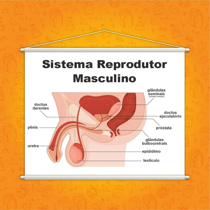 Sistema Reprodutor Masculino Banner Escolar 130x100cm