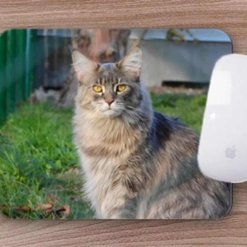 Mouse Pad Coleção Gatos Maine Coon é Um Gato Ou Um Tigre - DELUZZ