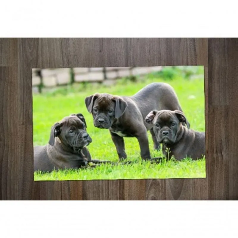 Jogo Americano Buldogue