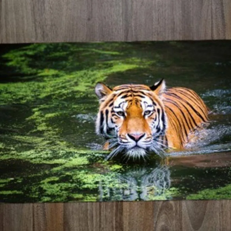 Jogo Americano Tigre