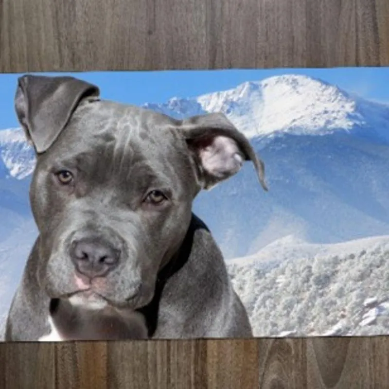 Jogo Americano Pit Bull