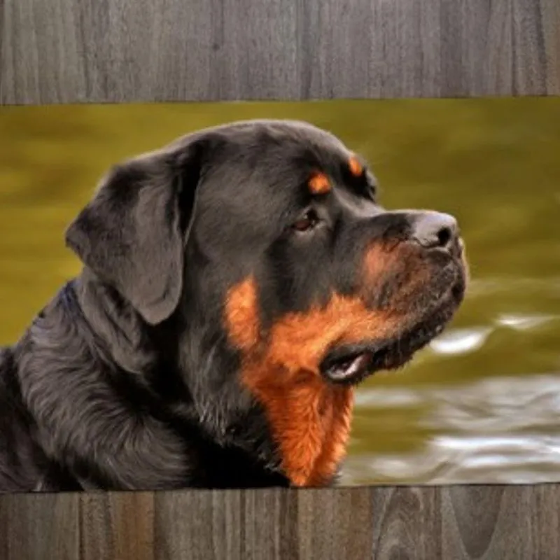 Jogo Americano Rotweiler