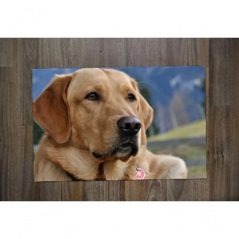 Jogo Americano Labrador