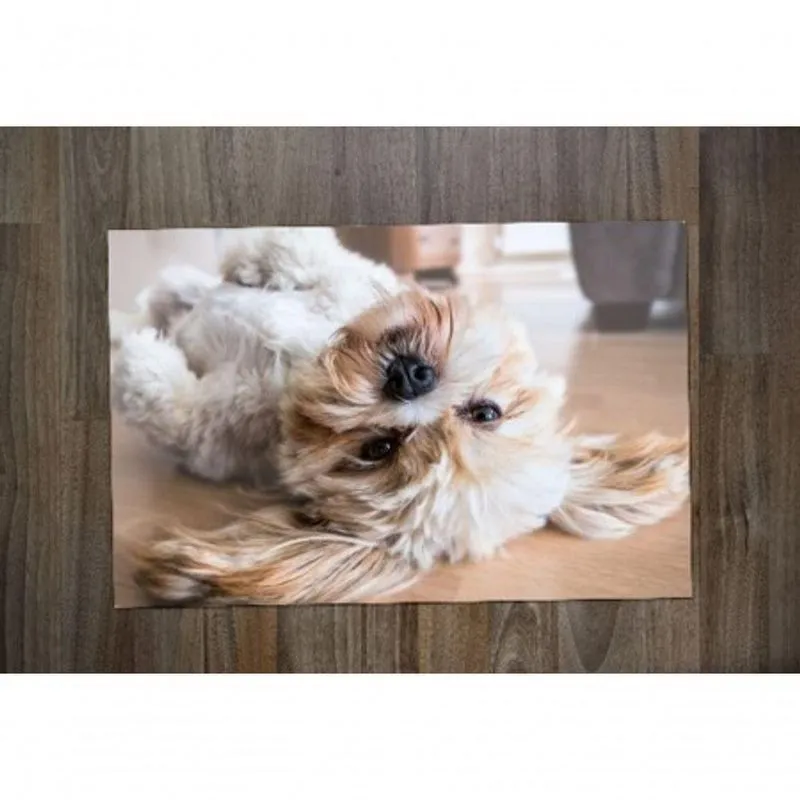 Jogo Americano Lhasa Apso