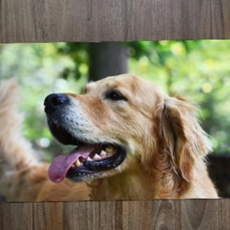 Jogo Americano Golden Retrivier