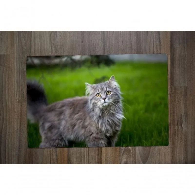 Jogo Americano Maine Coon