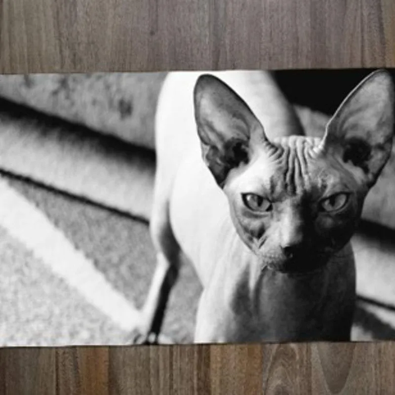 Jogo Americano Sphynx