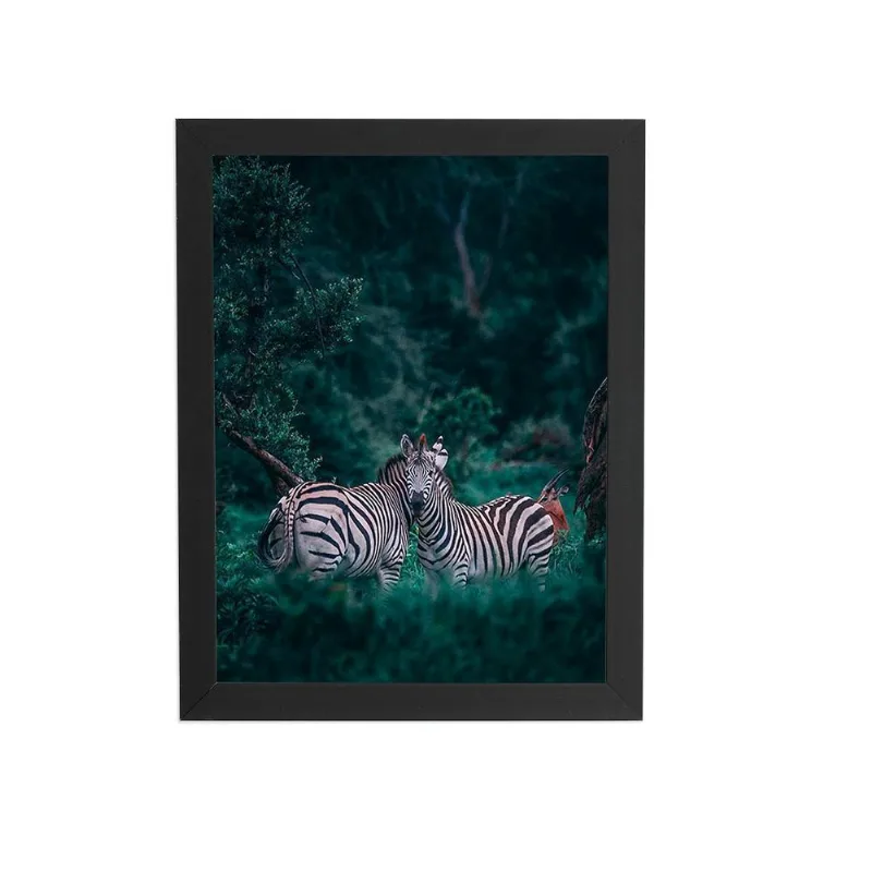 Zebras Floresta Natureza Foto Quadro Moldura Preta 60X40Cm