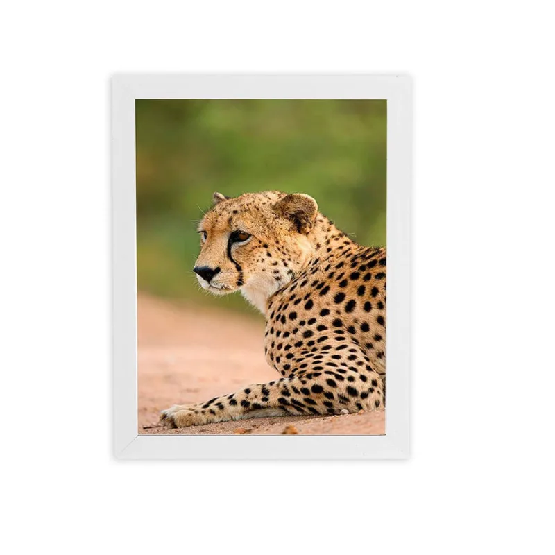 Guepardo Chita Animais Foto Quadro Moldura Branca 60X40Cm