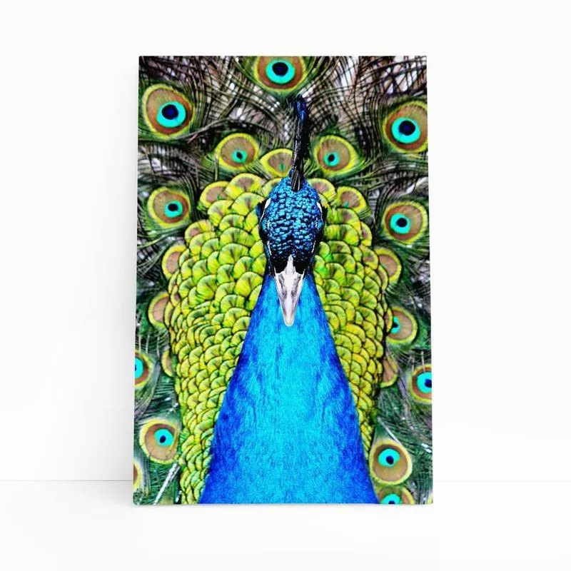 Pavão Animais Ave Arte Colorido Quadro Canvas 60X40Cm