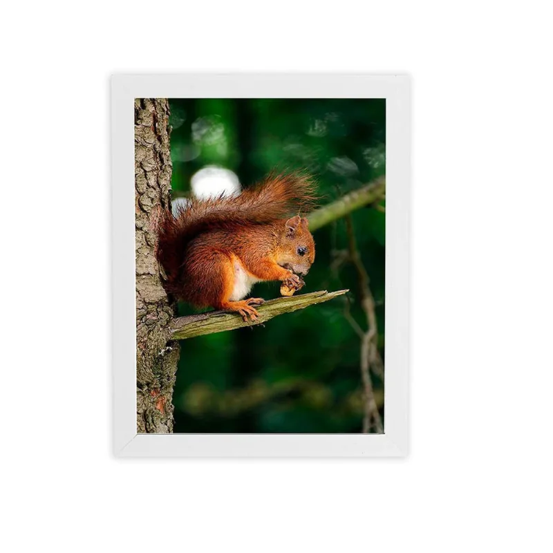 Esquilo Roendo Animais Quadro Moldura Branca 60X40Cm