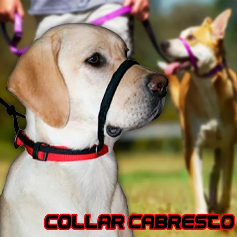 Coleira Cabresto Para Cães