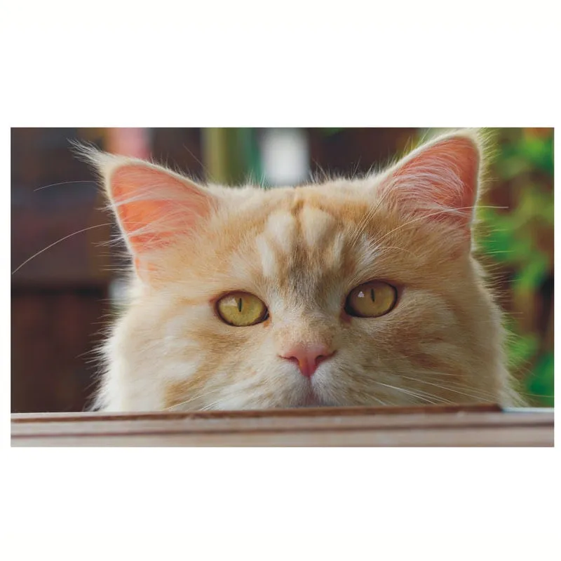 Adesivo Pet Shop Vet Clinica Veterinária Cão Gato J 68