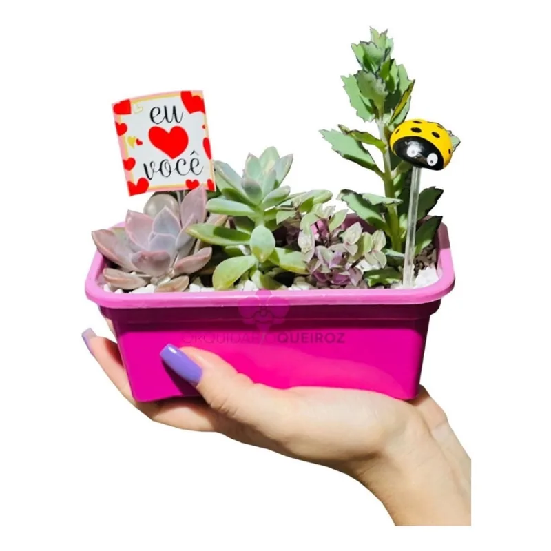Suculenta Kit Mudas Na Jardineira Decoração Floreira