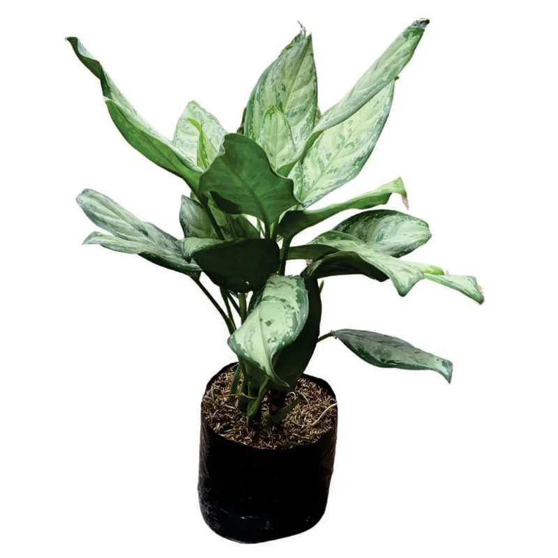 Planta natural de interior aglaonema dólar B35 Planticenter