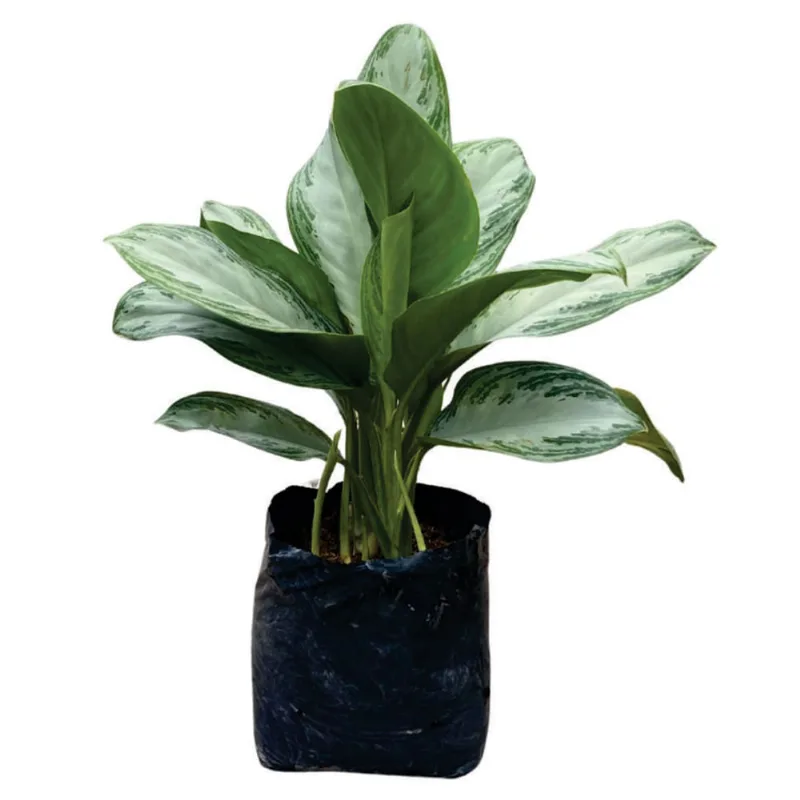 Planta natural de interior aglaonema silver bay patico B35 Planticenter