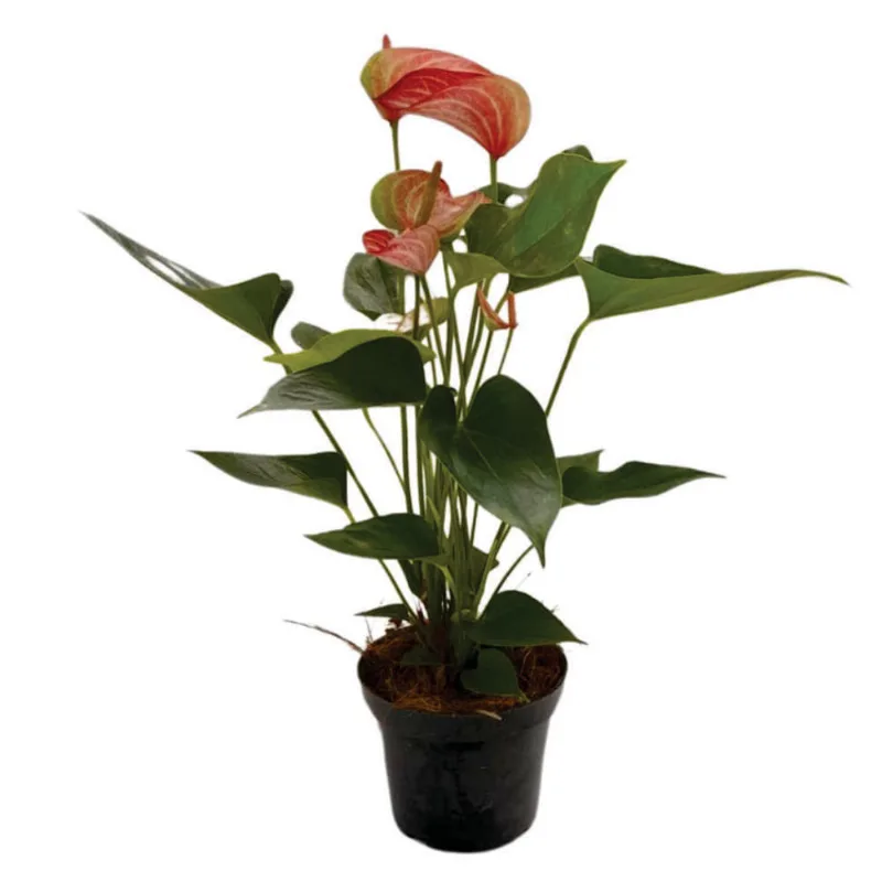 Planta natural de interior anturio martillo P14 Planticenter