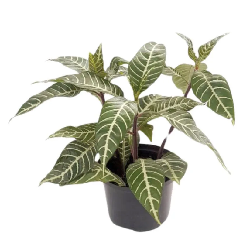 Planta natural de interior flor aphelandra P14 Planticenter