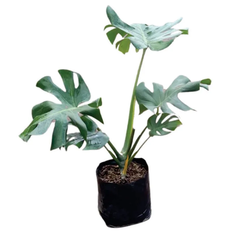 Planta natural de interior balazo monstera B35 Planticenter