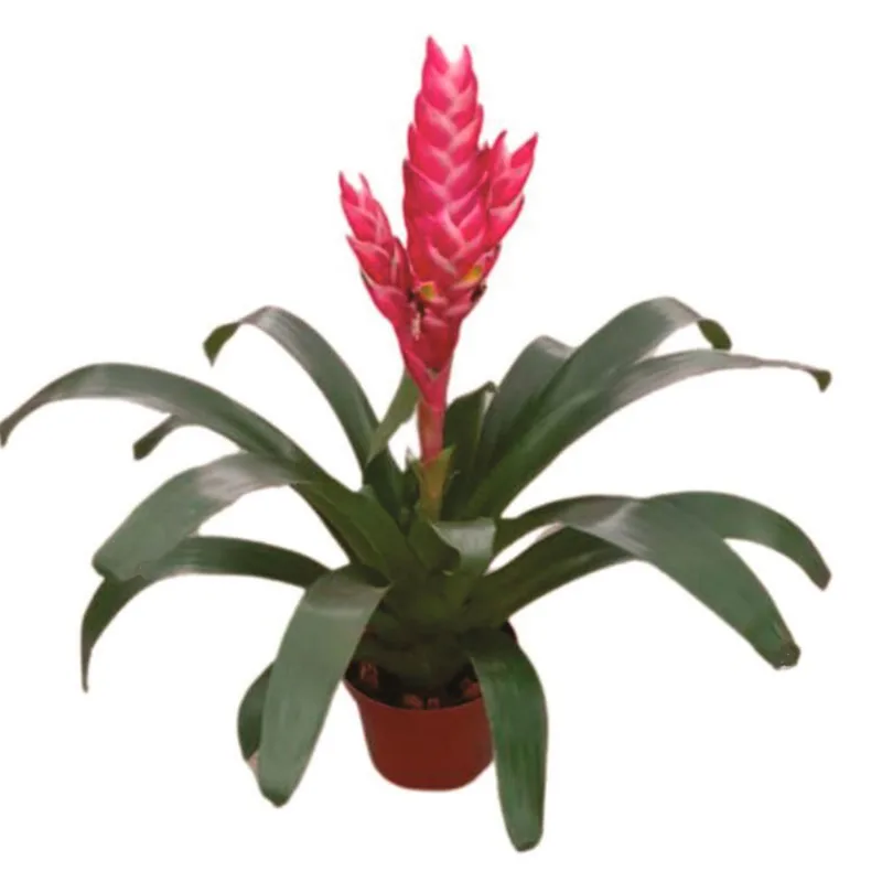 Planta natural de interior bromelia colores P14 Planticenter
