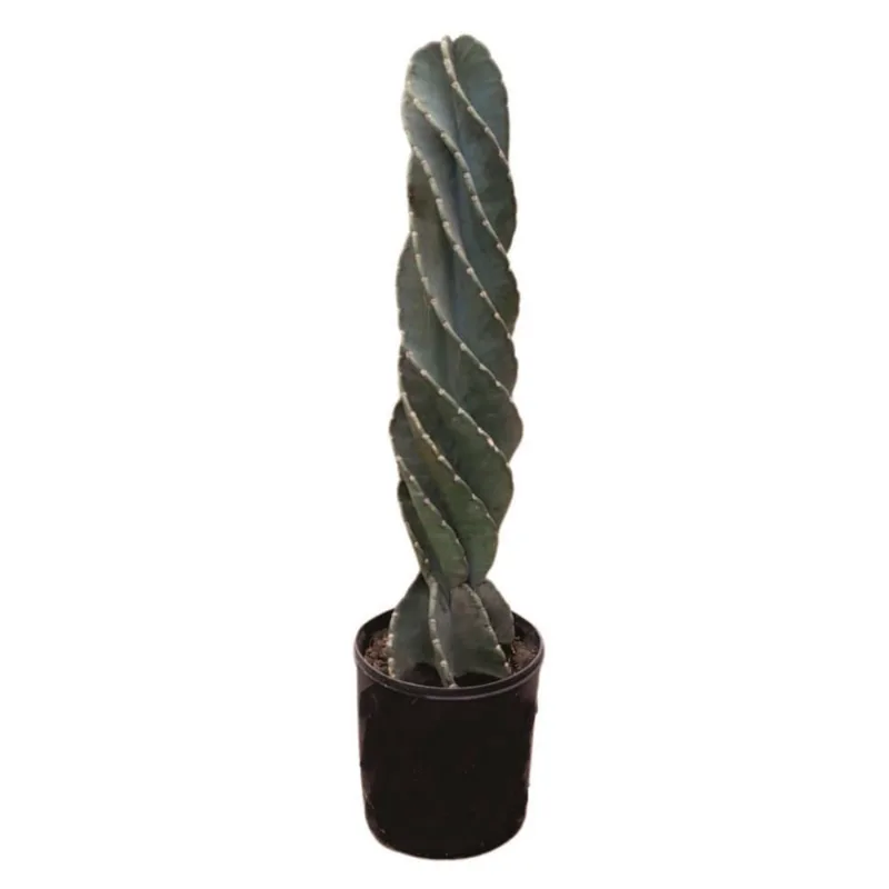 Planta natural de exterior cactus tornillo B35 Planticenter