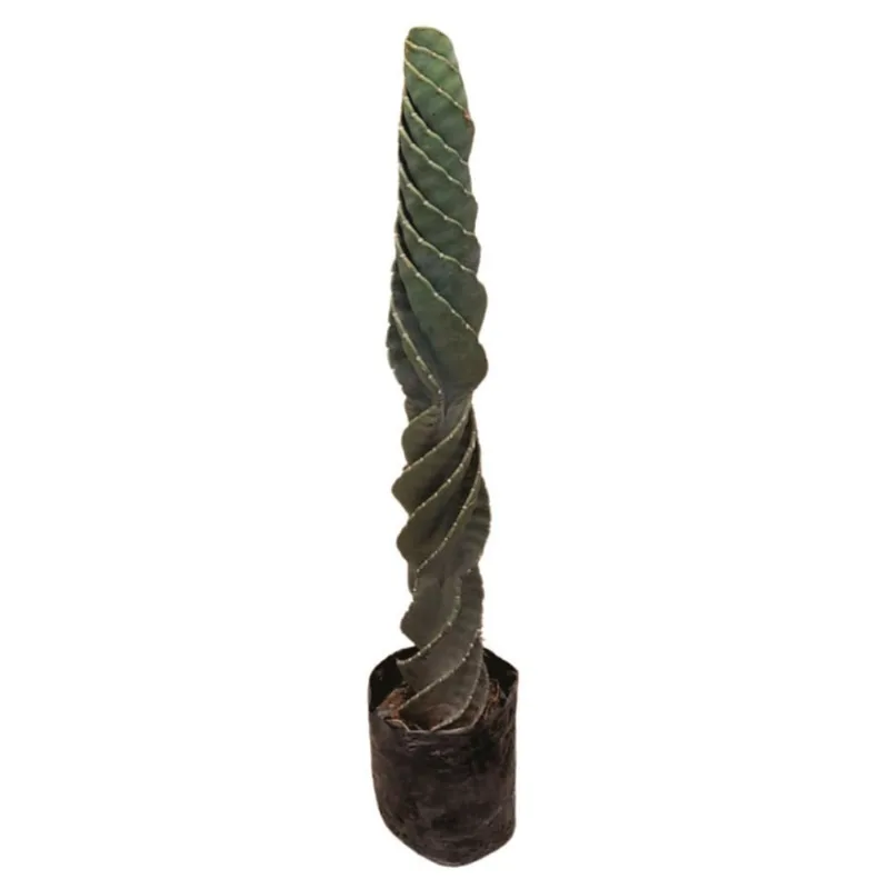Planta natural de exterior cactus tornillo B35-80 Planticenter