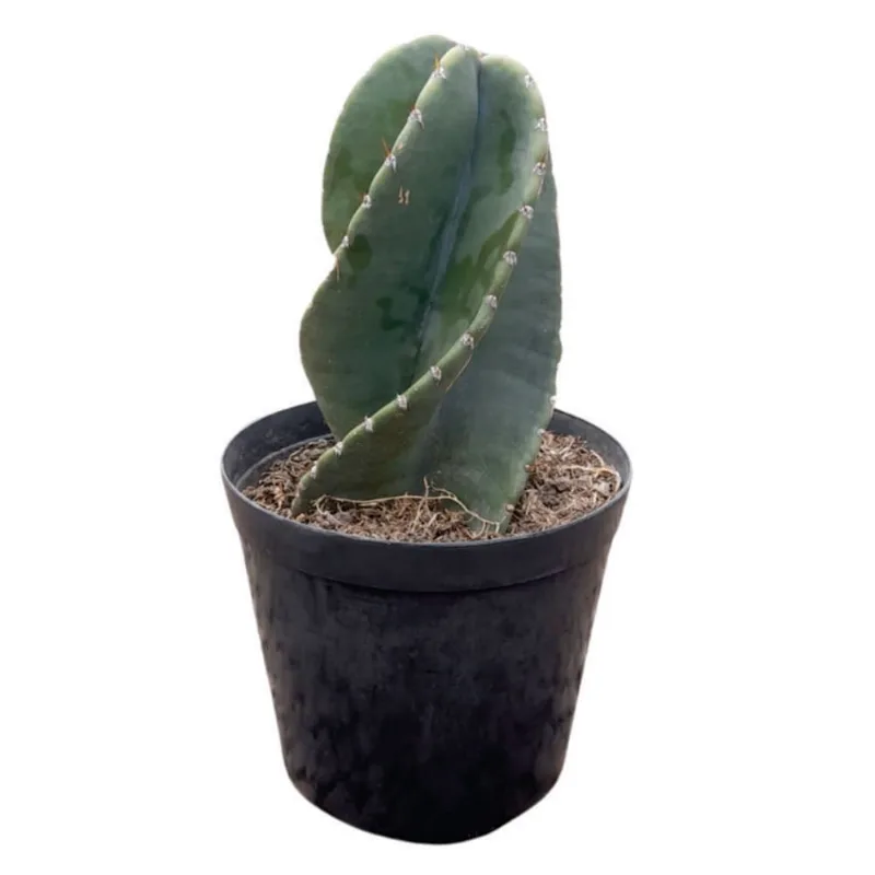 Planta natural de exterior cactus tornillo P28 Planticenter