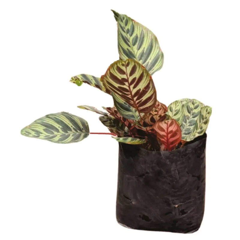 Planta natural de interior calathea papelito B26 Planticenter