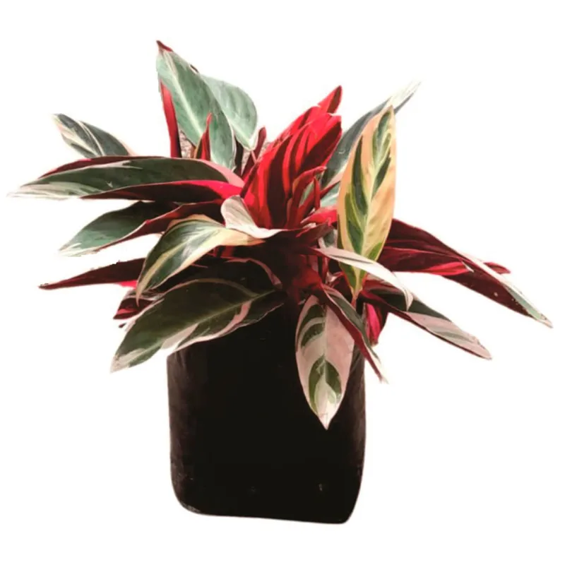 Planta natural de interior calathea pluma de indio B26 Planticenter