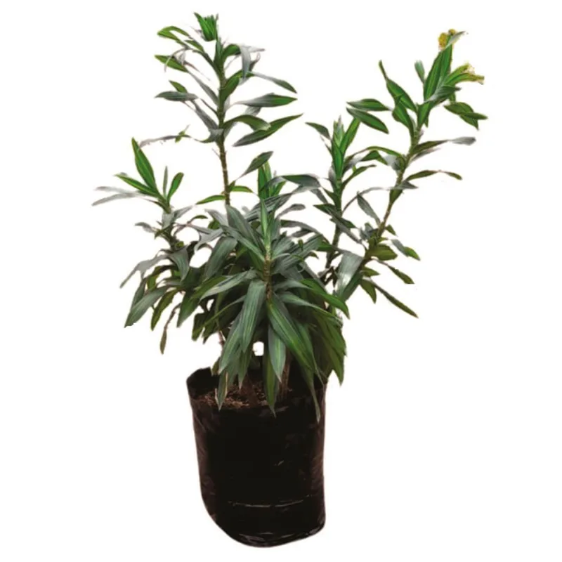 Planta natural de interior canción de Jamaica B35 Planticenter