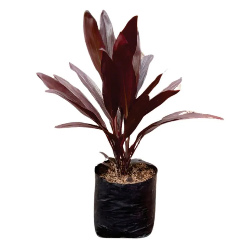 Planta natural de interior cordyline rojo/rosado B35 plantic Planticenter
