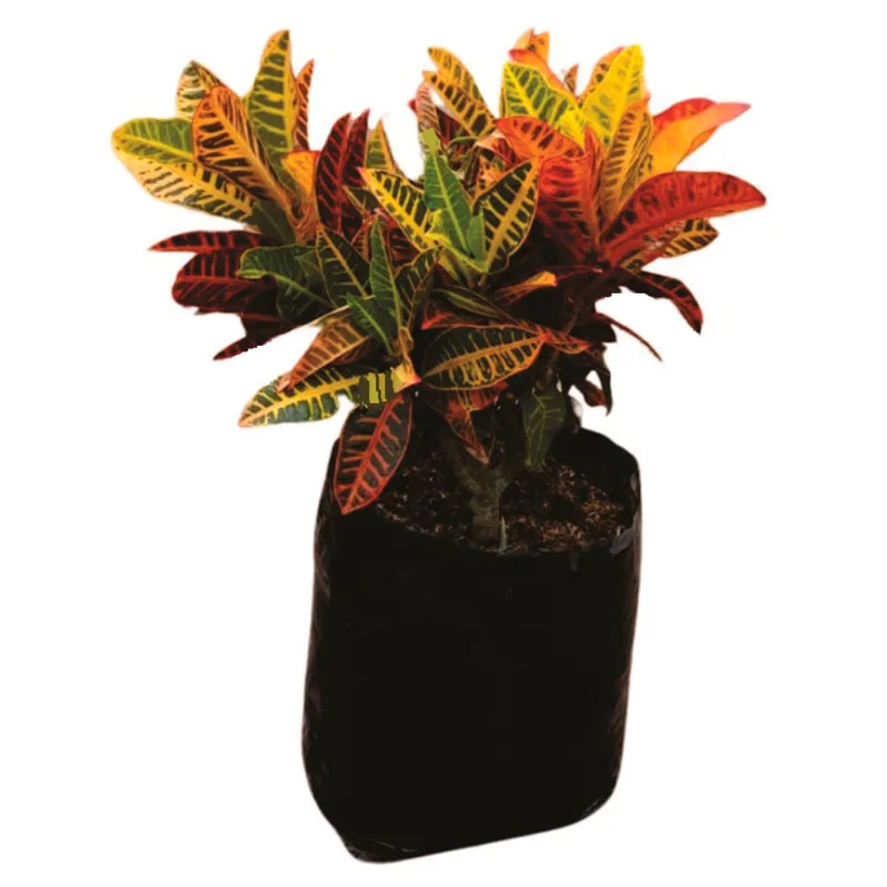 Planta natural de exterior croto victoria B35-40 Planticenter