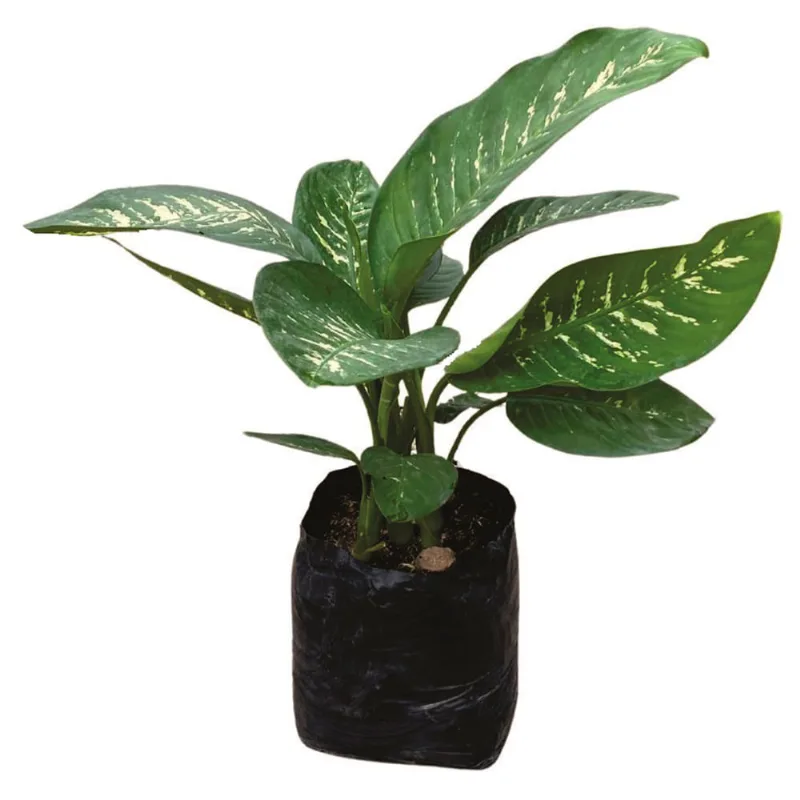 Planta natural de interior dieffembachia tropic B35 Planticenter